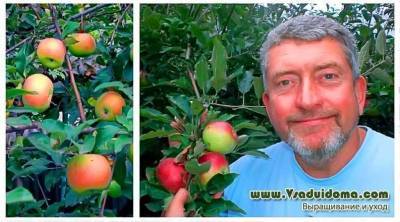 Яблоня сорта «Вербное» – мои отзывы и фото - sadogorod.club