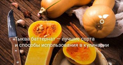 Тыква баттернат — лучшие сорта и способы использования в кулинарии - sadogorod.club