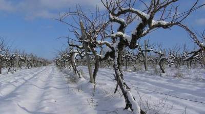 Выращивание винограда без укрытия на зиму - sadogorod.club