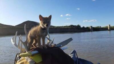 Мужчина спас молодого койота и 10 дней сплавлялся с ним на плоту - chert-poberi.ru - Канада