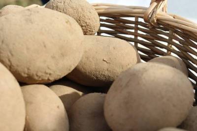 Как правильно выкопать картофель и сохранить урожай до весны - sadogorod.club - Россия