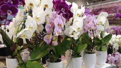 Выращивание орхидей - prelest.com