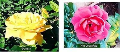 Бордюрные розы названия сортов, описание и фото - sadogorod.club