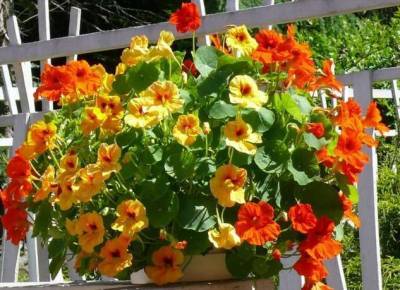 Настурция — это не только цветок, но и полезное растение для сада - lublusebya.ru