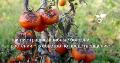 Так ли страшны грибные болезни растений – 5 советов по предотвращению - sadogorod.club