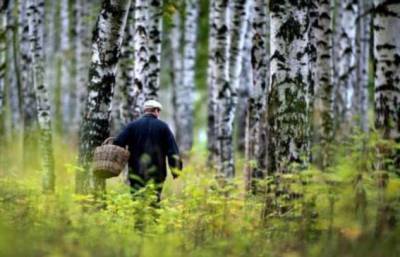 Чего нельзя делать в лесу, если вы заблудились - milayaya.ru