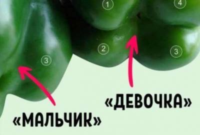 Покупай болгарский перец по этому признаку — и не прогадаешь! - lublusebya.ru