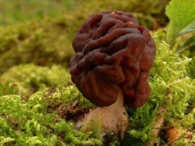 Смертельно опасные грибы — деликатес у финнов - chert-poberi.ru - Финляндия - Швеция - Норвегия