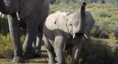 Слоненок провалился в 8-метровый колодец, но жители нашли способ его спасти - milayaya.ru - Индия