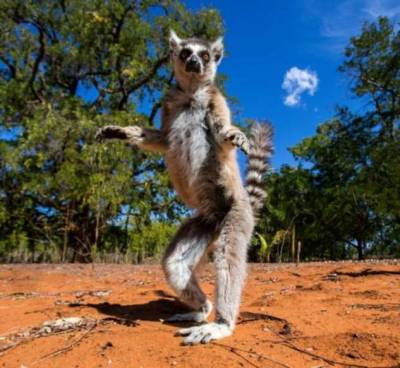 Российских фотограф запечатлел красоту диких животных в опасных точках Земли - chert-poberi.ru - Индонезия - Замбия