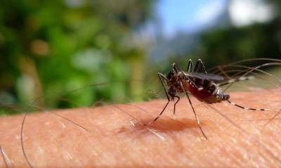Народные средства от комаров в доме и на природе. 8 простых вариантов защиты - lifehelper.one
