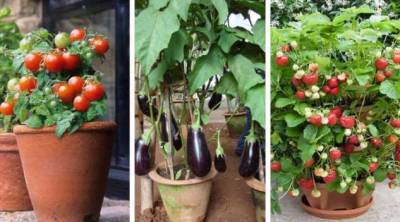 Как выращивать ягоды и овощи в контейнерах: 57 вкусных идей для дачи и города - lublusebya.ru
