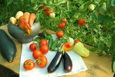 28 способов ускорить созревание томатов, перца, баклажанов и других овощей - sadogorod.club