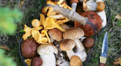 Охота на лисичек! Что приготовить с любимыми грибами? - milayaya.ru