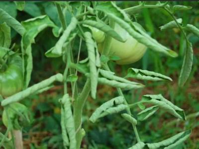 ​Меры по предотвращению скручивания листьев у томатов - polsov.com
