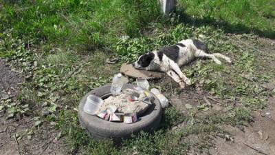 В Уфе сбитая собака два дня лежала около дороги без помощи - mur.tv - Уфа