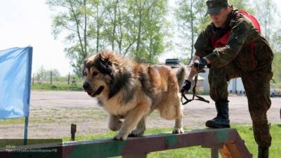 “Вышедшие на пенсию” служебные собаки попадают к новым владельцам - mur.tv - Россия