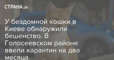 У бездомной кошки в Киеве обнаружили бешенство. В Голосеевском районе ввели карантин на два месяца - mur.tv - Киев - район Голосеевский