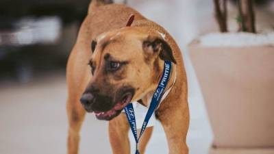Бездомная собака неожиданно стала сотрудникам дилерского центра – фото - mur.tv - Бразилия - республика Крым - Симферополь