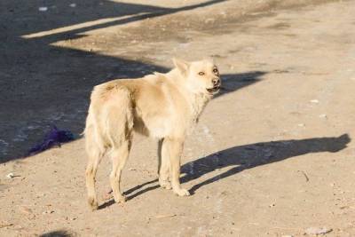 Читинец пожаловался на свору бездомных собак возле детсада на Онискевича - mur.tv
