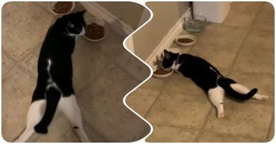“Отстань, хозяйка, мне так удобно!”: как ест ленивая кошка - mur.tv