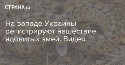 На западе Украины регистрируют нашествие ядовитых змей. Видео - mur.tv - Украина