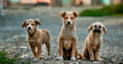 Названы собаки, которые больше всего страдают от кастрации - mur.tv - Сша