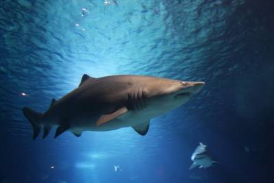 Ученые обнаружили свидетельства дружбы среди серых рифовых акул - mur.tv