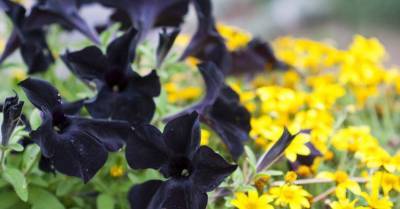 Больше драмы: 9 черных цветов, которые сделают ваш сад необычным - sadogorod.club
