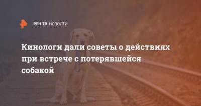 Владимир Голубев - Кинологи дали советы о действиях при встрече с потерявшейся собакой - mur.tv - Россия