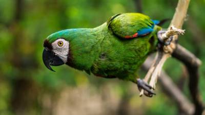 Почему попугаи могут говорить, как люди, а другие животные нет? - mur.tv