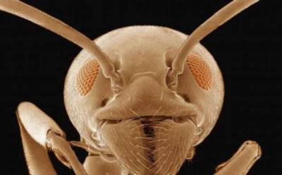Кто такие «адские муравьи» и почему они так странно выглядят? (4 фото) - chert-poberi.ru - Бирма