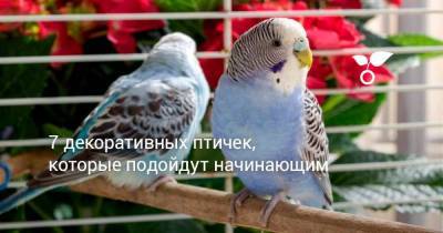 7 декоративных птичек, которые подойдут начинающим - sadogorod.club