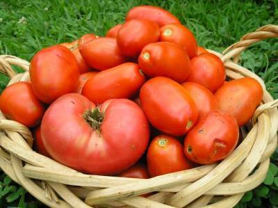 Что сделать из помидоров, если собранный урожай начал портиться - sadogorod.club