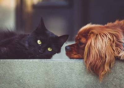 Кошки или собаки: эксперты узнали, кто из животных больше любит человека – Cursorinfo: главные новости Израиля - mur.tv - Израиль - Англия