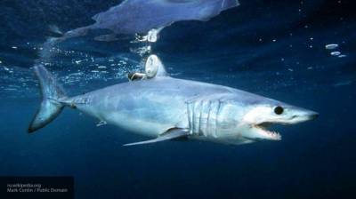 Избитая австралийским серфером акула “передумала” есть его жену - mur.tv