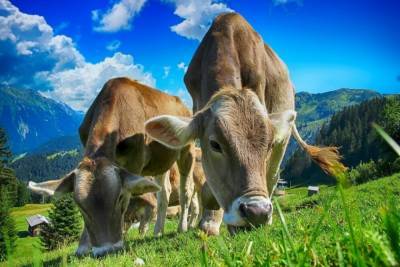 В Британии навоз коров стал частью национальной газотранспортной системы - mur.tv - Англия