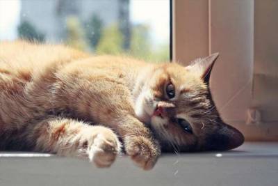 Шесть вещей, которые кошки на дух не переносят - lublusebya.ru