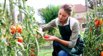 Больше урожая: как ухаживать за помидорами в августе? - milayaya.ru