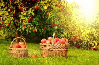 Яблочный Спас — дата, традиции, что можно и нельзя делать - liza.ua