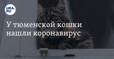 У тюменской кошки нашли коронавирус - mur.tv - Россия - Москва - Тюмень