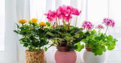 Чужой в доме: какие комнатные растения можно принимать в дар, а какие — нет - sadogorod.club