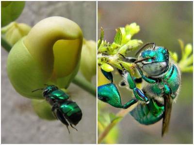 Зеленые орхидные пчелы – чудо природы - mur.tv