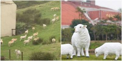 Турист встретил странных овец, похожих на кукол - mur.tv - Англия