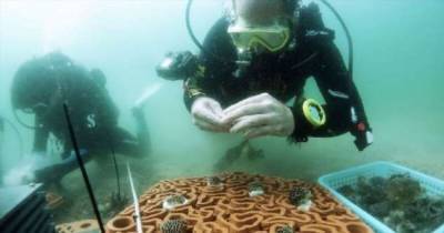 Ученые придумали, как стимулировать рост коралловых рифов (9 фото) - chert-poberi.ru - Гонконг