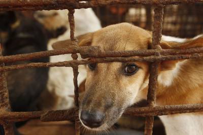 Ким Ченын - Ким Чен Ын запретил держать дома собак, чтобы защититься от капитализма - mur.tv - Южная Корея - Кндр