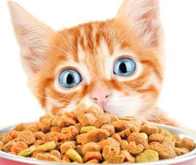 Топ 10 мифов о сухих кормах для кошек - mur.tv