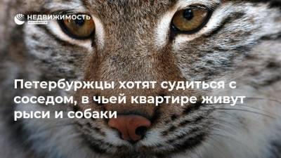 Петербуржцы хотят судиться с соседом, в чьей квартире живут рыси и собаки - mur.tv - Санкт-Петербург