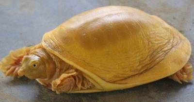 Ученые объяснили происхождение желтых черепах - mur.tv - Германия - Пакистан - India - Бирма - Непал - штат Одиша