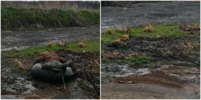Россияне спасли собаку из болота с помощью верёвки и колеса - mur.tv